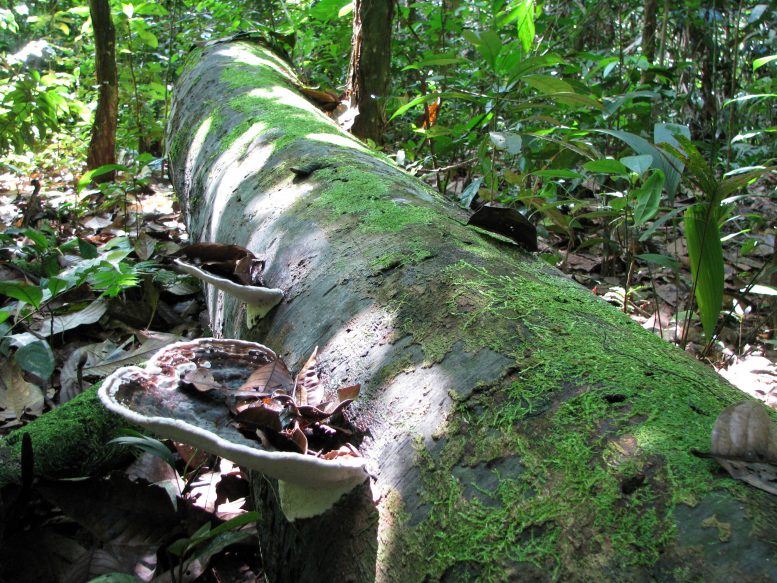Dead Tree Trunk in Peru Rainforest