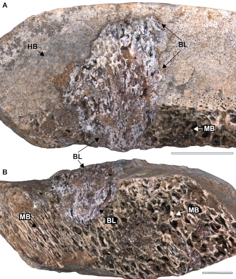 Deadly Bone Disease Wiped Out Long-Necked Dinosaurs