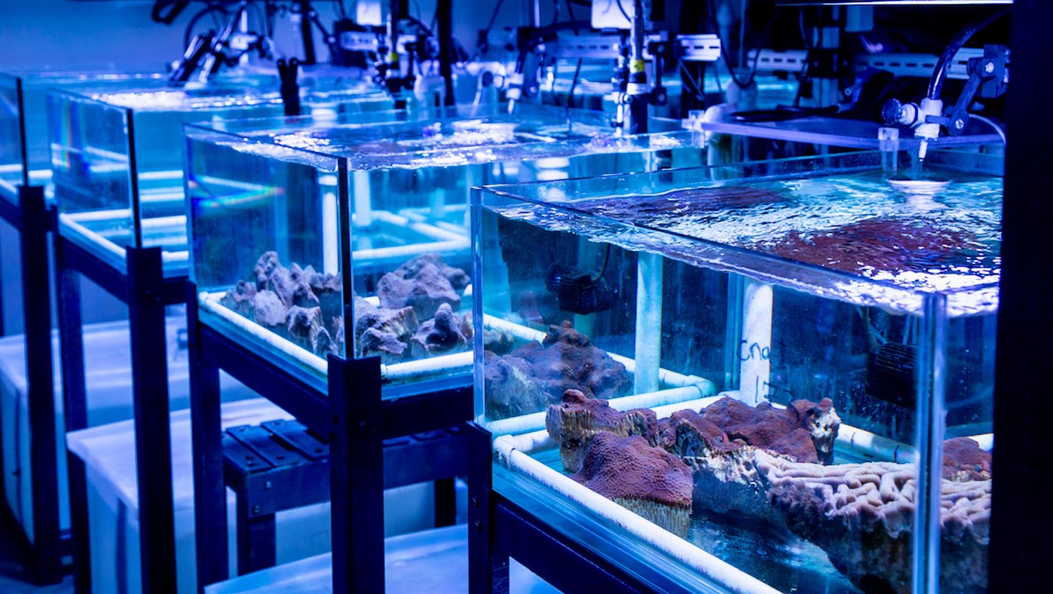 Coral Rapp Marine Disaster: Ships May Be Fueling a Coral-Killing Epidemic
