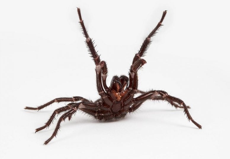 Deadly Funnel Web Spider