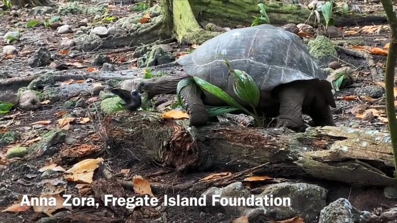 Deadly Tortoise Hunting Baby Bird