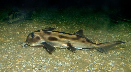 Decoded Elephant Shark Genome Provides New Insights into Immunity and Bone Formation