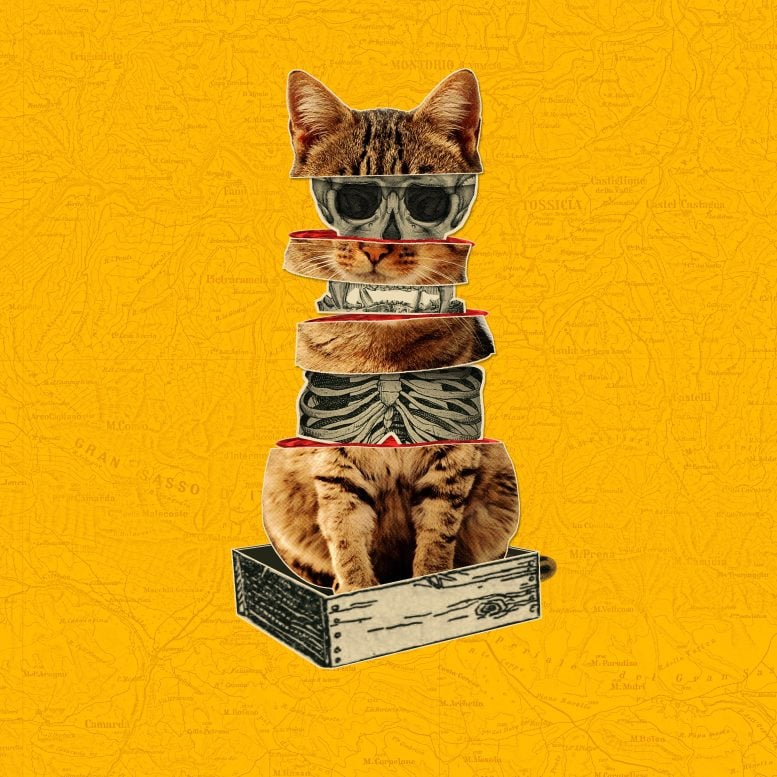 Decohering Schrödinger's Cat