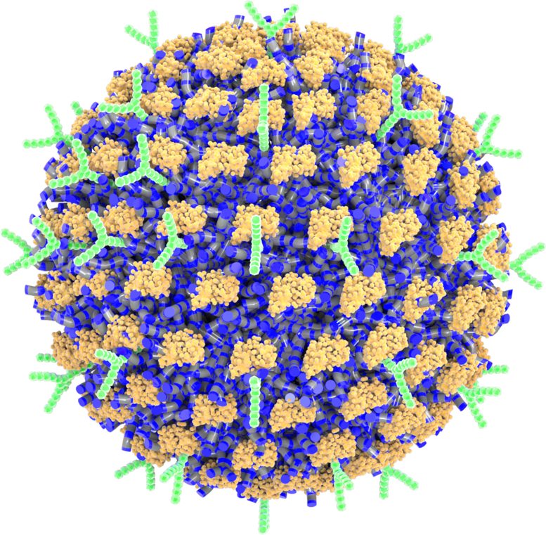 Decorated Nanoparticle