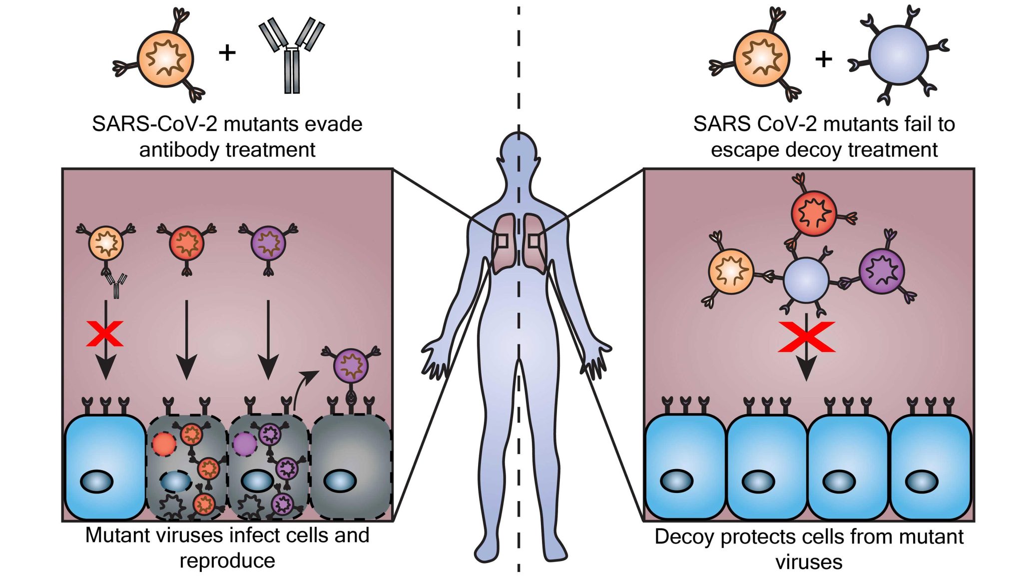 Decoy Particles Trick Coronavirus As It Evolves