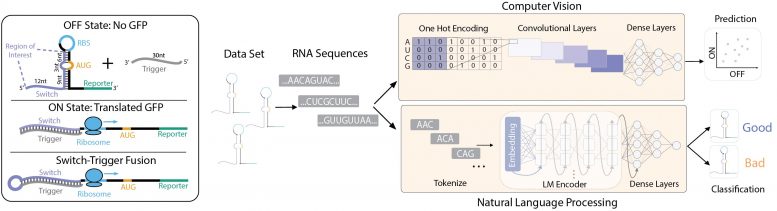 Deep Learning Framework RNA