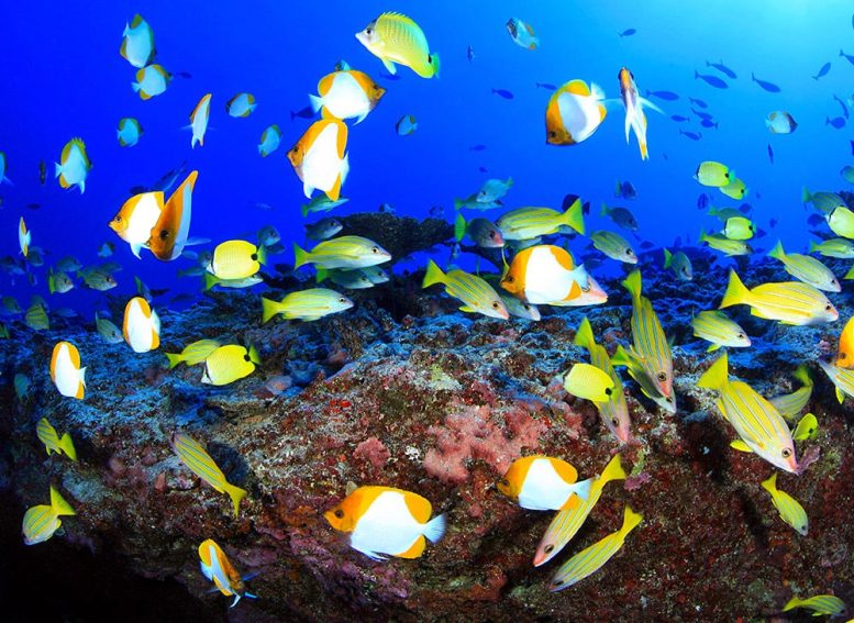 Deep Reef Fish Papahānaumokuākea Marine National Monument