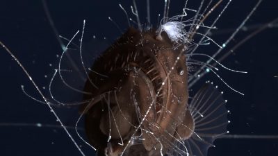Anglerfish Attack Sexual Parasitism: Deep-Sea Anglerfish Evolved a New Type of Immune ...
