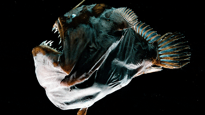 Sexual Parasitism: Deep-Sea Anglerfish Evolved a New Type of Immune System  to Physically Fuse With Their Mates
