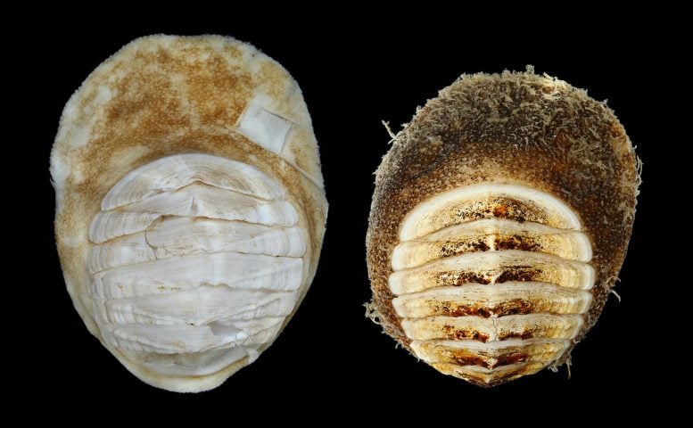 Deep-Sea Chiton, Placiphorella methanophila