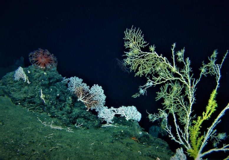 Deep-Sea Coral