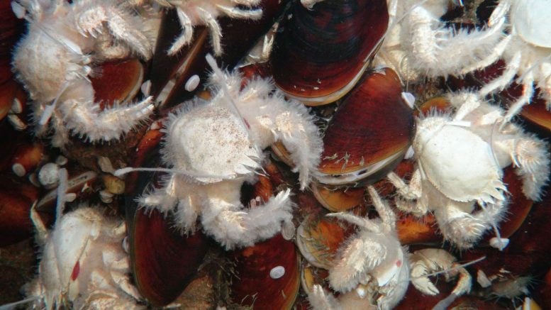 Deep Sea Crabs and Deep Sea Mussels