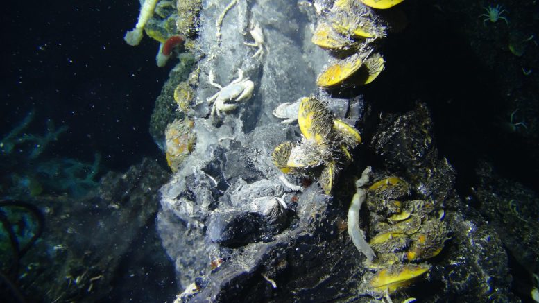 Deep Sea Hydrothermal Vent Site Crab Spa