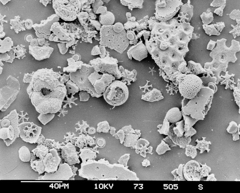 Deep Sea Microfossils