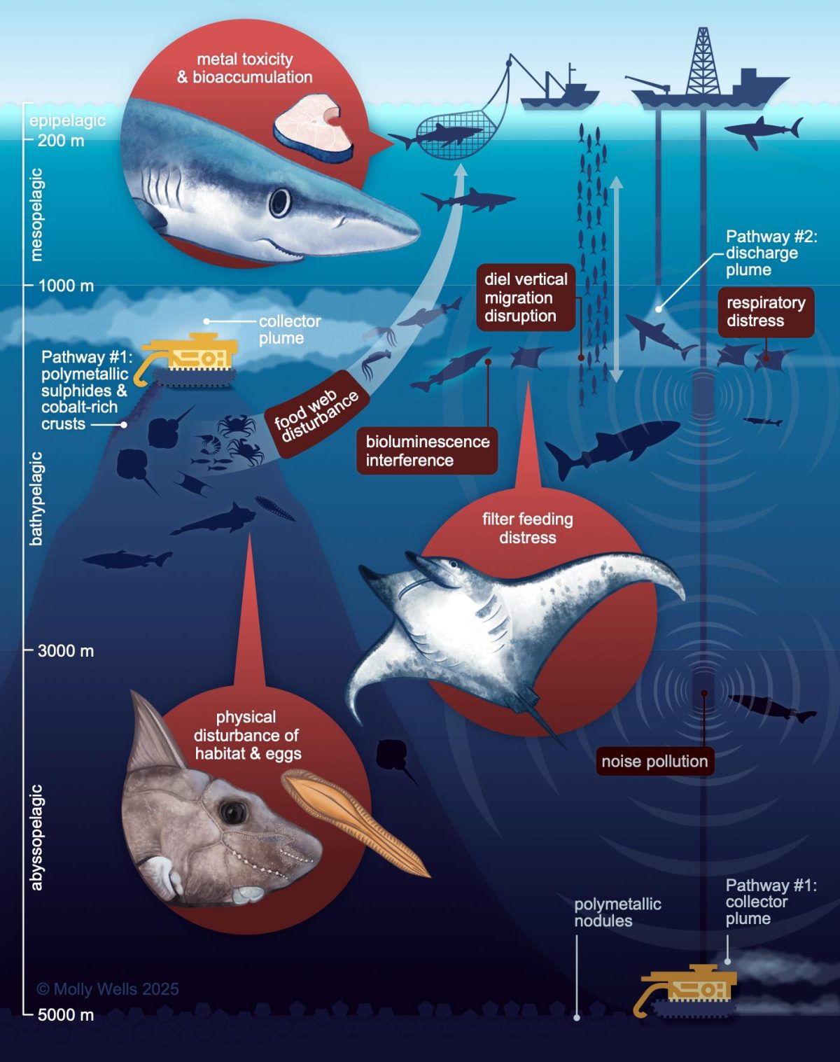 Mining the Deep Sea Could Erase Sharks We’ve Only Just Discovered