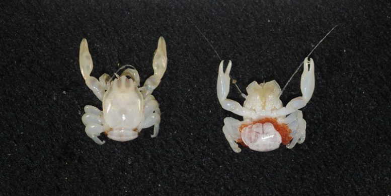 Deep Sea Porcelain Crab Specimens