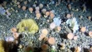 Deep-Sea Soft Coral Garden