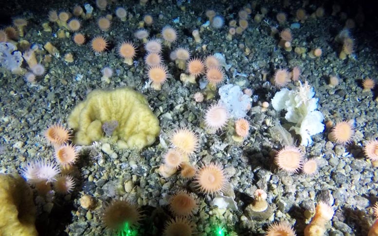 Deep-Sea Soft Coral Garden