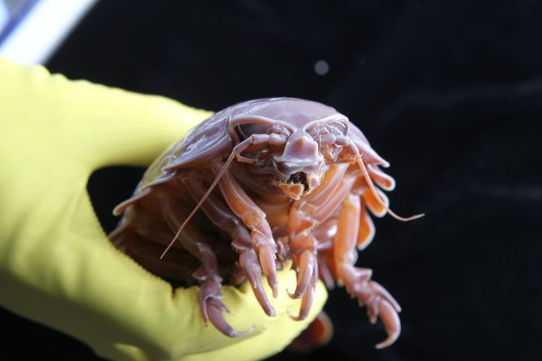 Deep Sea Supergiant Isopod