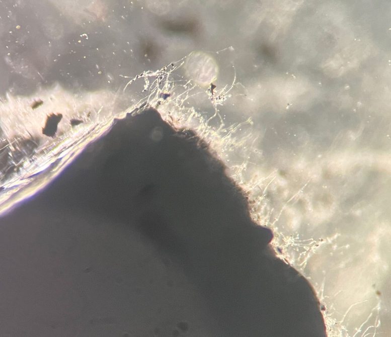 Deep Subsurface Fungal Growth