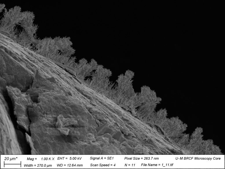 Deep Subsurface Fungi on Rock Surface