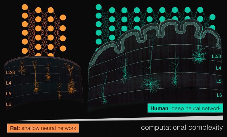 Deep vs. Shallow Neural Network