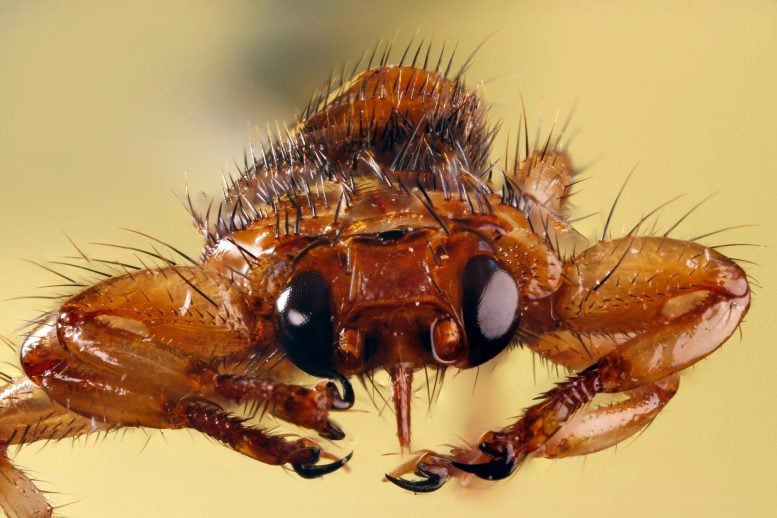Deer Ked Fly Leech