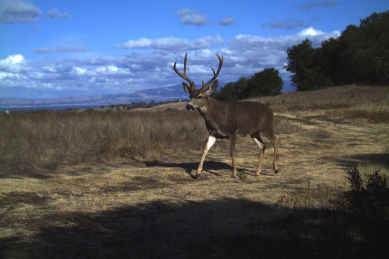 Deer Photographed at Stanford’s Jasper Ridge Biological Preserve