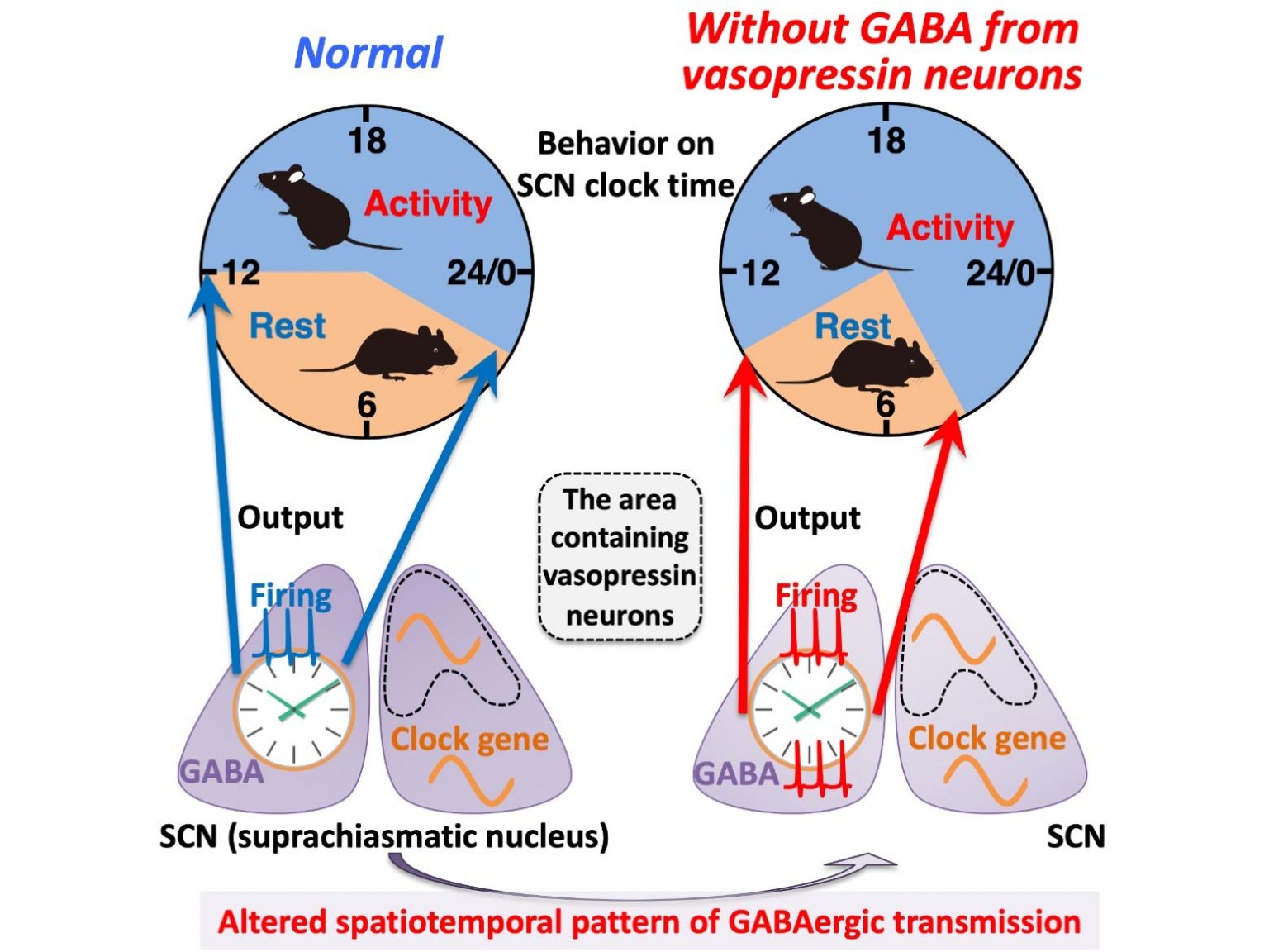 Scientists Discover How Behavioral Rhythms Are In the Brain