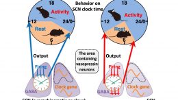 Deficiency of GABAergic Transmission From Vasopressin Neurons on Circadian Rhythms
