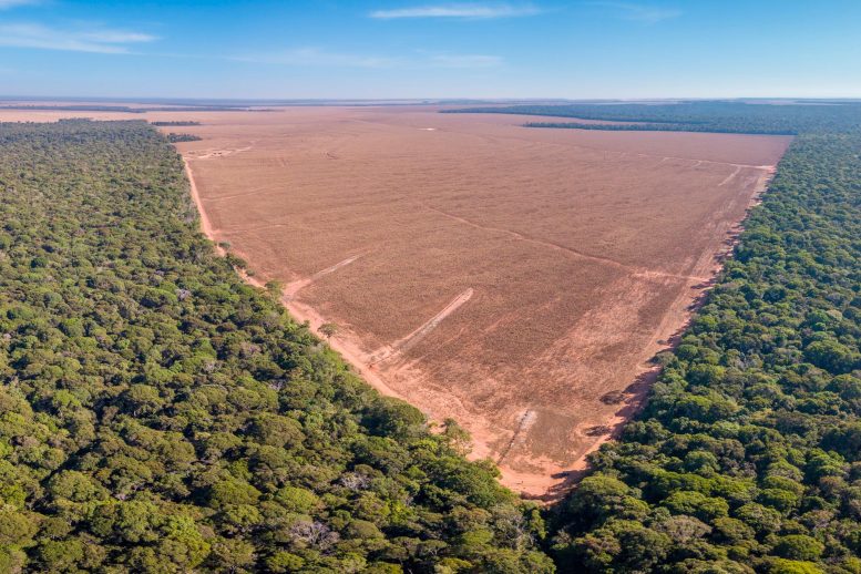 Deforestation in Mato Grosso, Brazil
