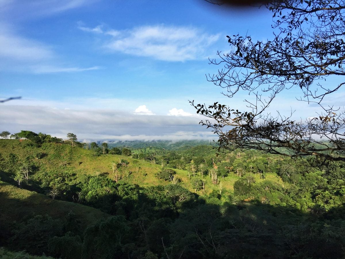 Recovering forest in Panama