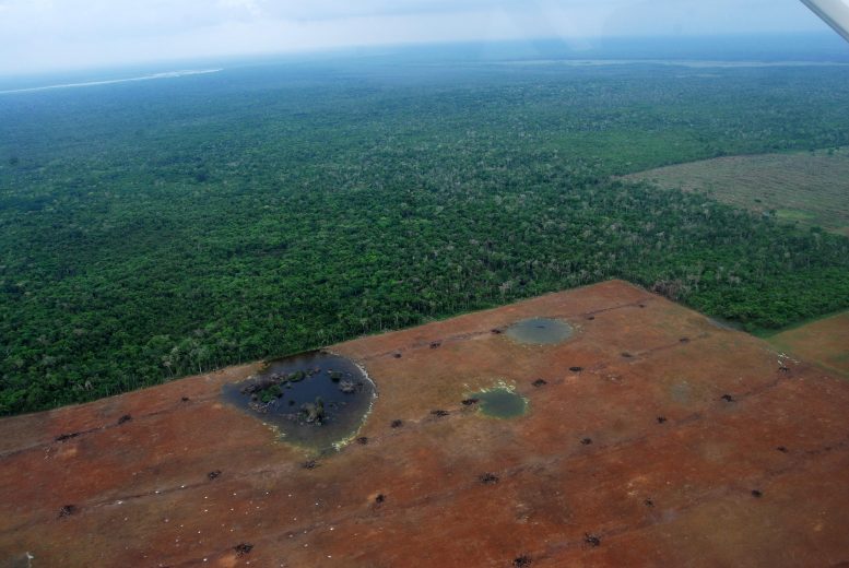 Deforestation in Belize