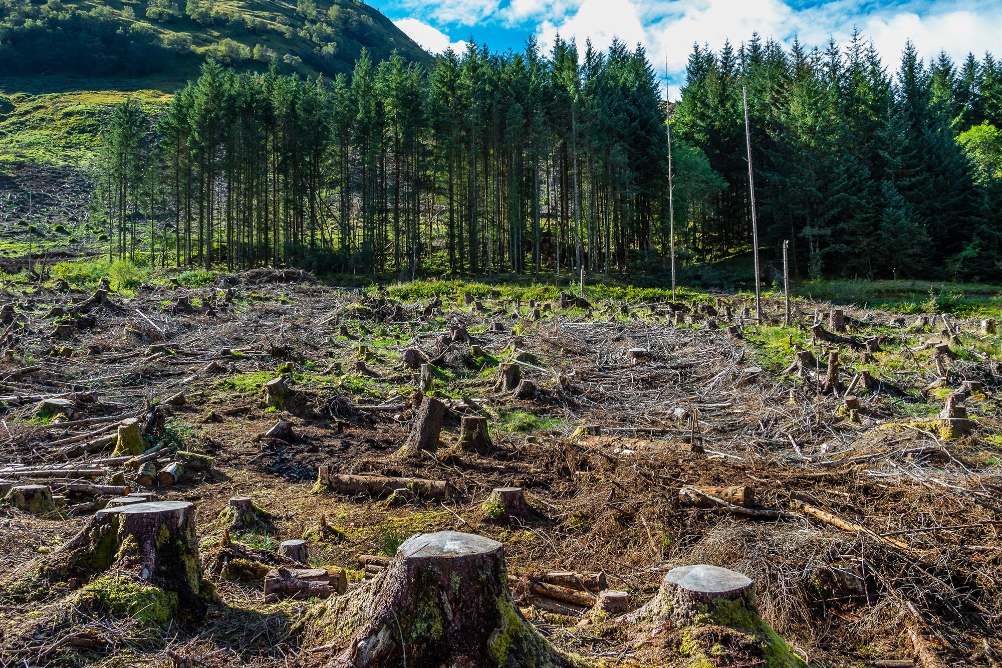 research findings of deforestation