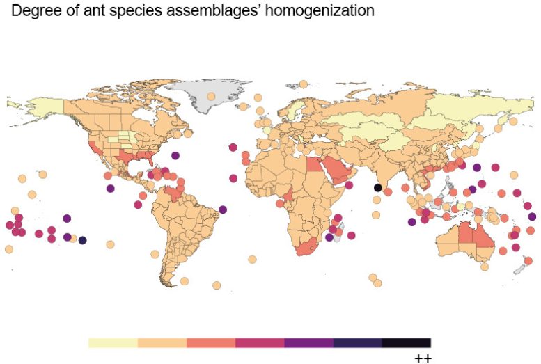Degree of Ant Species Assemblages’ Homogenization