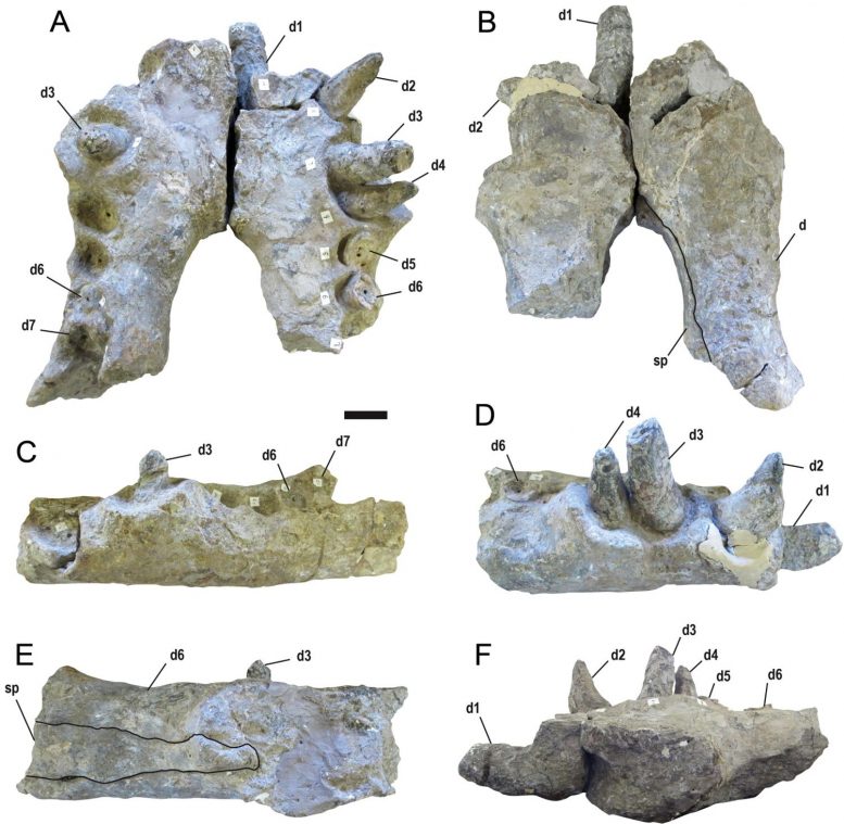Deinosuchus Riograndensis Teeth