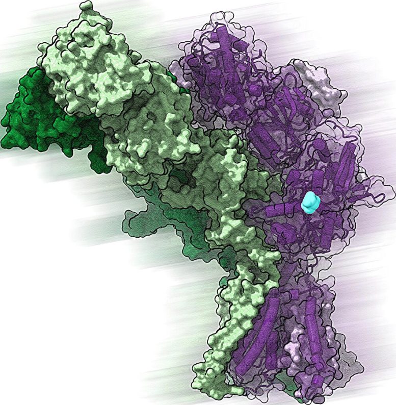 Delta Type Glutamate Receptor With D Serine