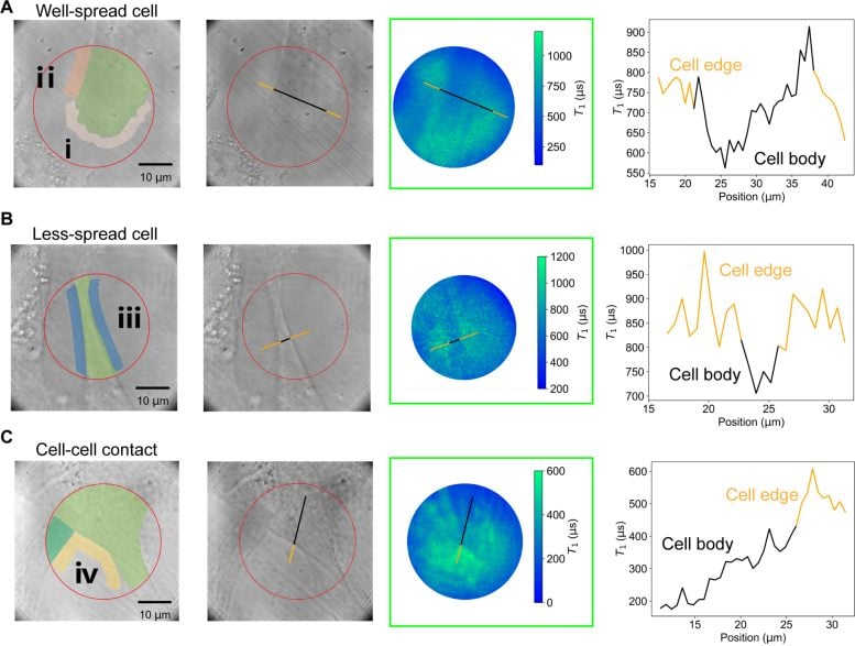 Demonstrated Detection of the Traction Forces of the Adhered Cells