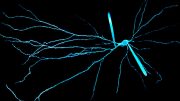 Dendrites Help Explain Our Unique Computing Power