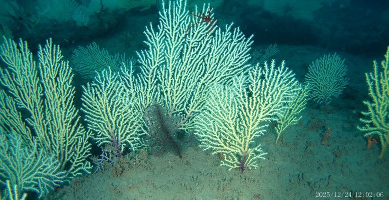 Dense Deep Sea Coral Colony