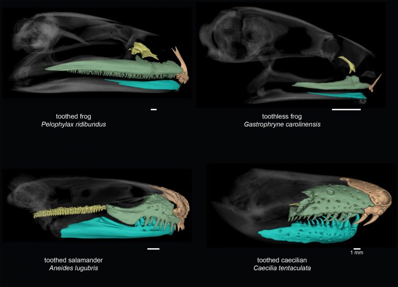Dental Diversity Among Amphibians