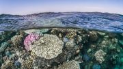 Deoxygenation Stress Coral Reef