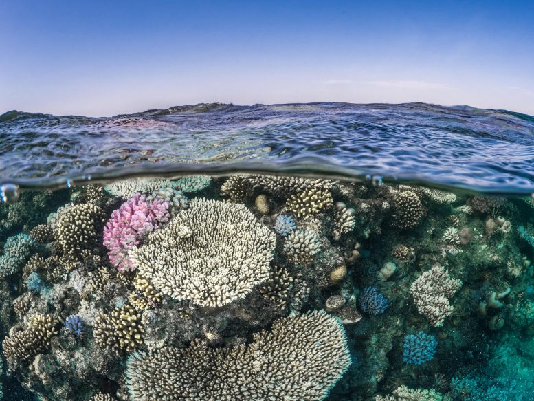 Deoxygenation Stress Coral Reef