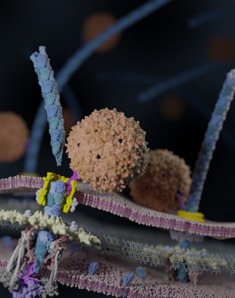 Depiction of Bacteriophage PP7 at the Cell Surface of Pseudomonas aeruginosa Detaching the Bacterium’s Pilus