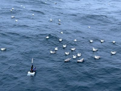 Unveiling the Ocean’s Hidden Green: Robot Explorers Reveal Missing Half