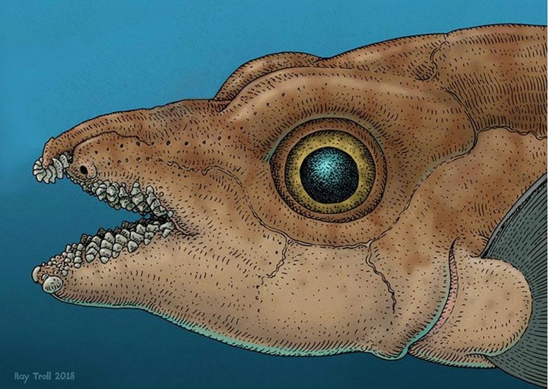 Depressed Ratfish Tenaculum Illustration