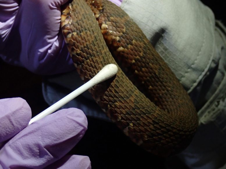 Dermal Swabbing Snake