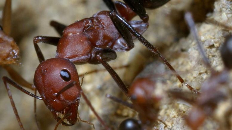 Desert Ant Close Up