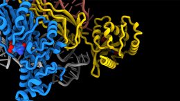 Detailed 3D Model Ribosome