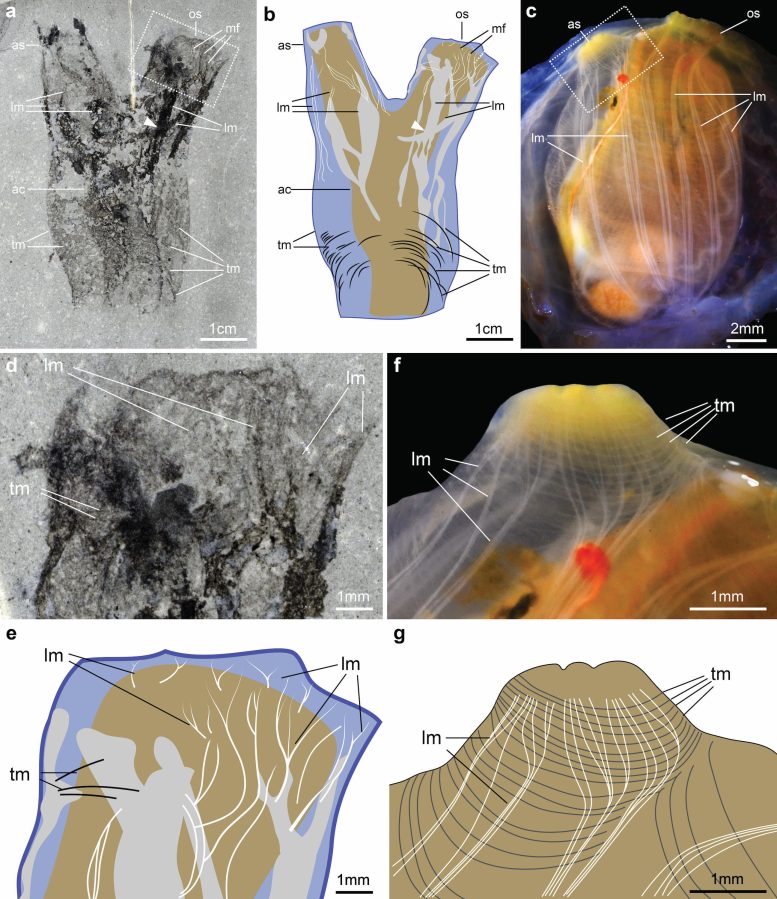 Détails de l'anatomie du mégasiphon thylakos